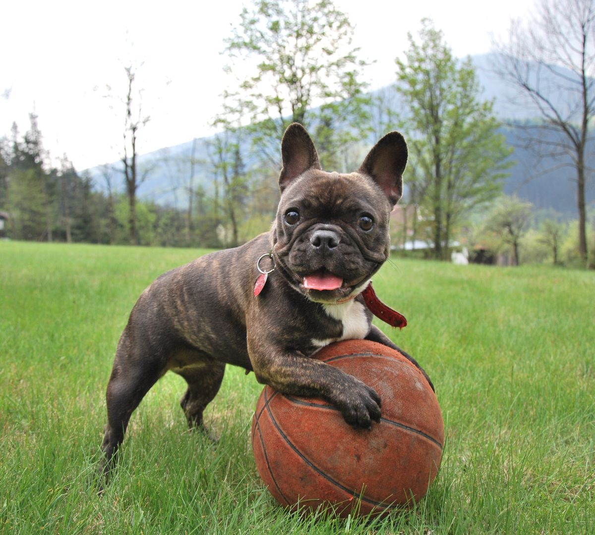 A dog holding a basketball