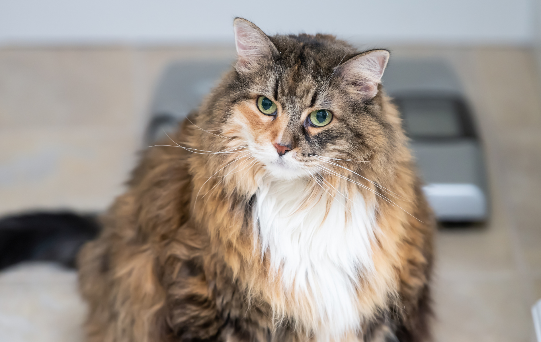 Pet Emergency Care In Canton, IL Canton Veterinary Clinic