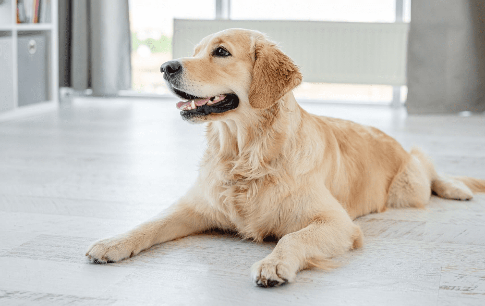 Veterinarian Reviews In Canton, IL Canton Vet Clinic